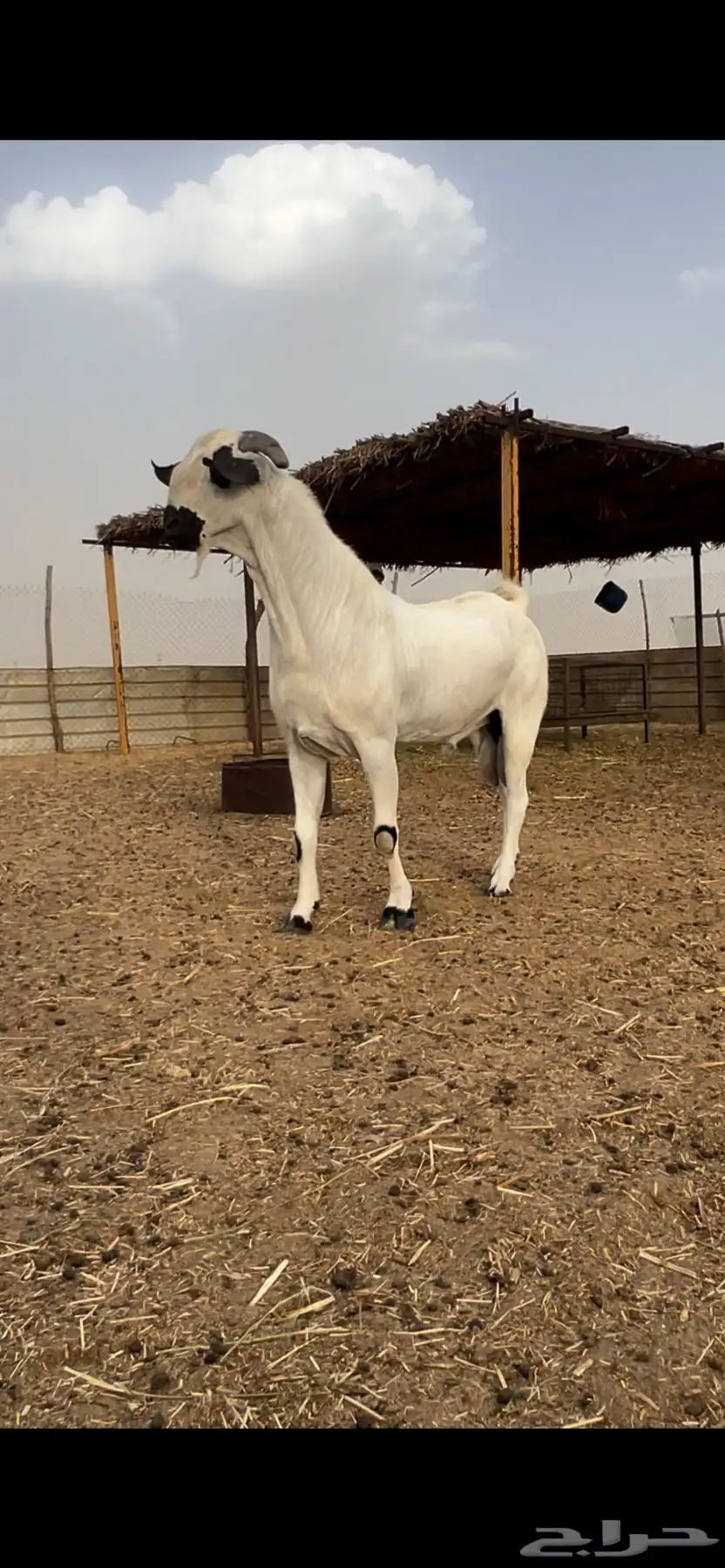 مشروع بيشي index