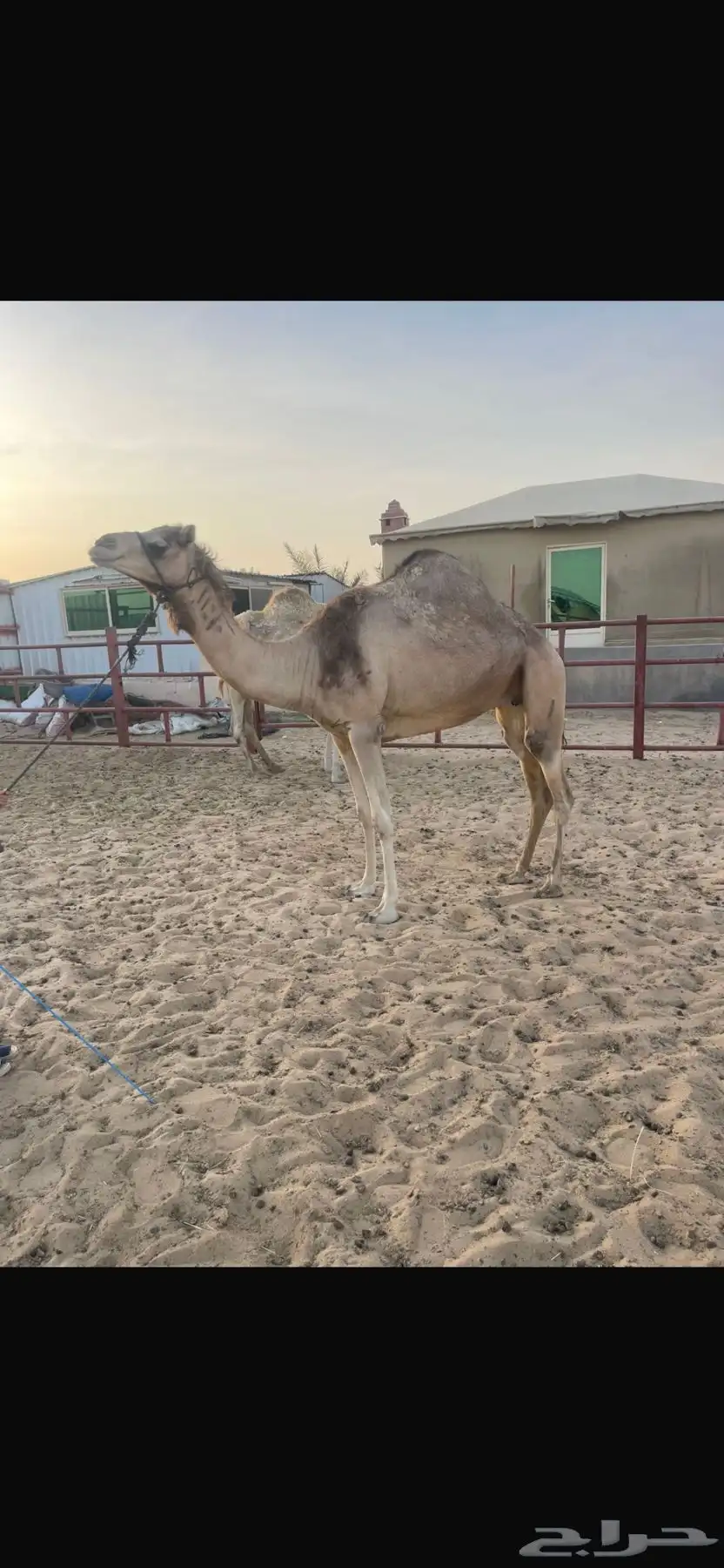 لقحه 0