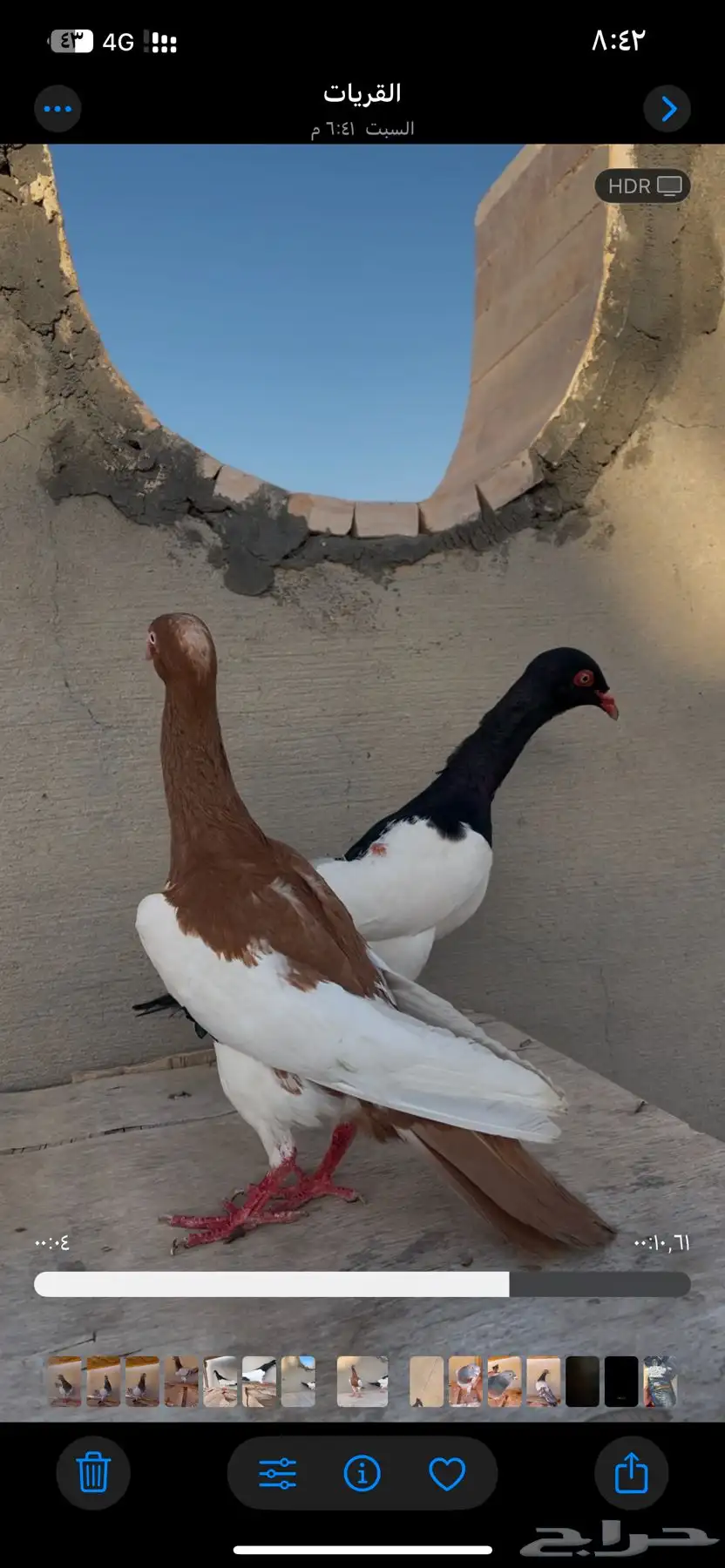 حمام يهودي مستوا وطيور مدلل 1