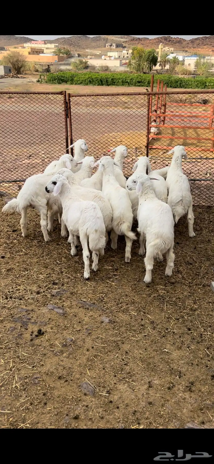 طليان 6