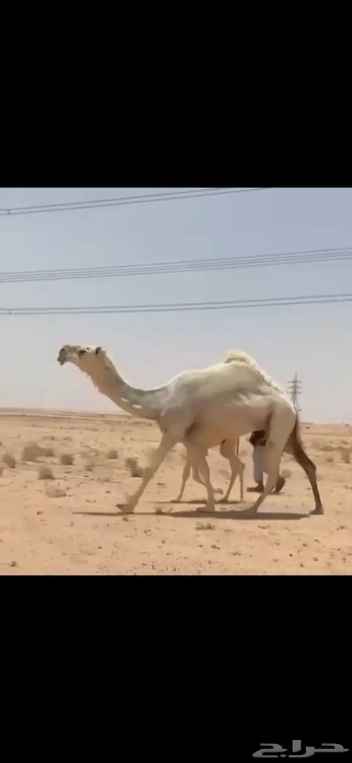 خلفه وضحاء كفوو 0