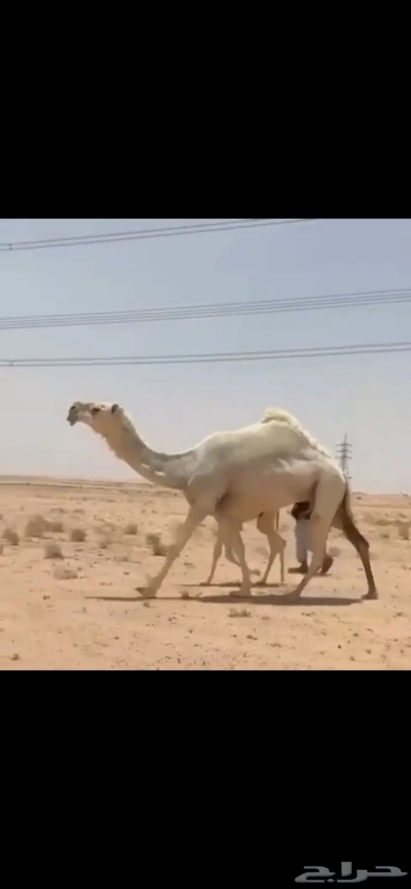 خلفه وضحاء كفوو 0