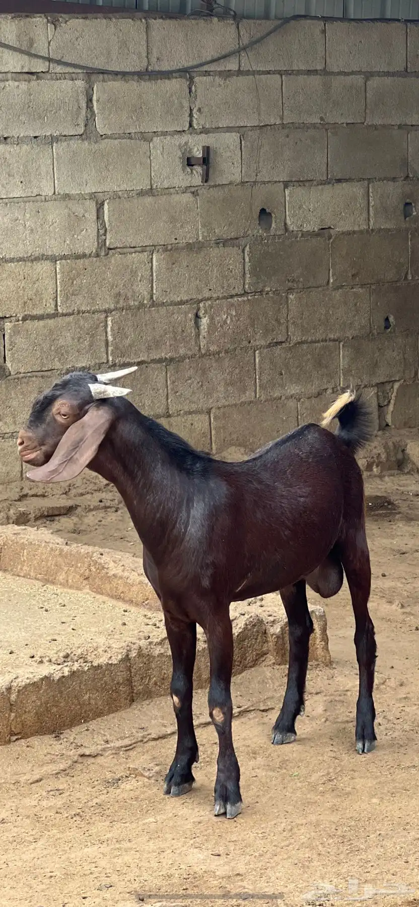 مشروع فحل كايف 1