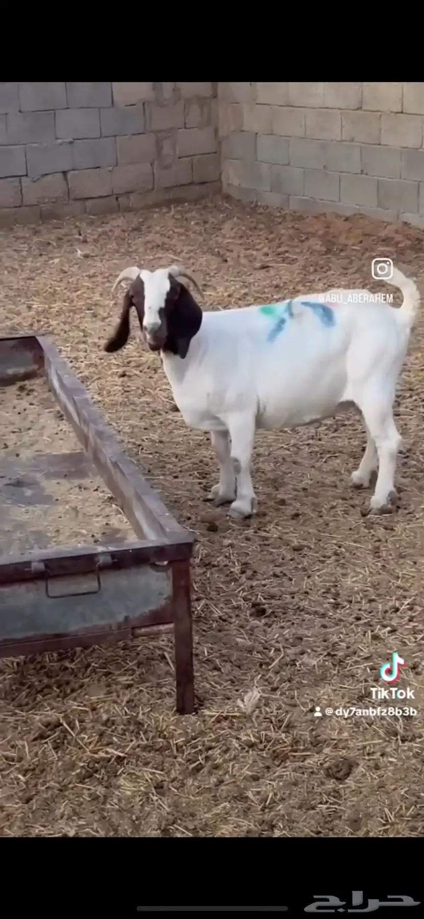 عنز بورقت دم اصل 1