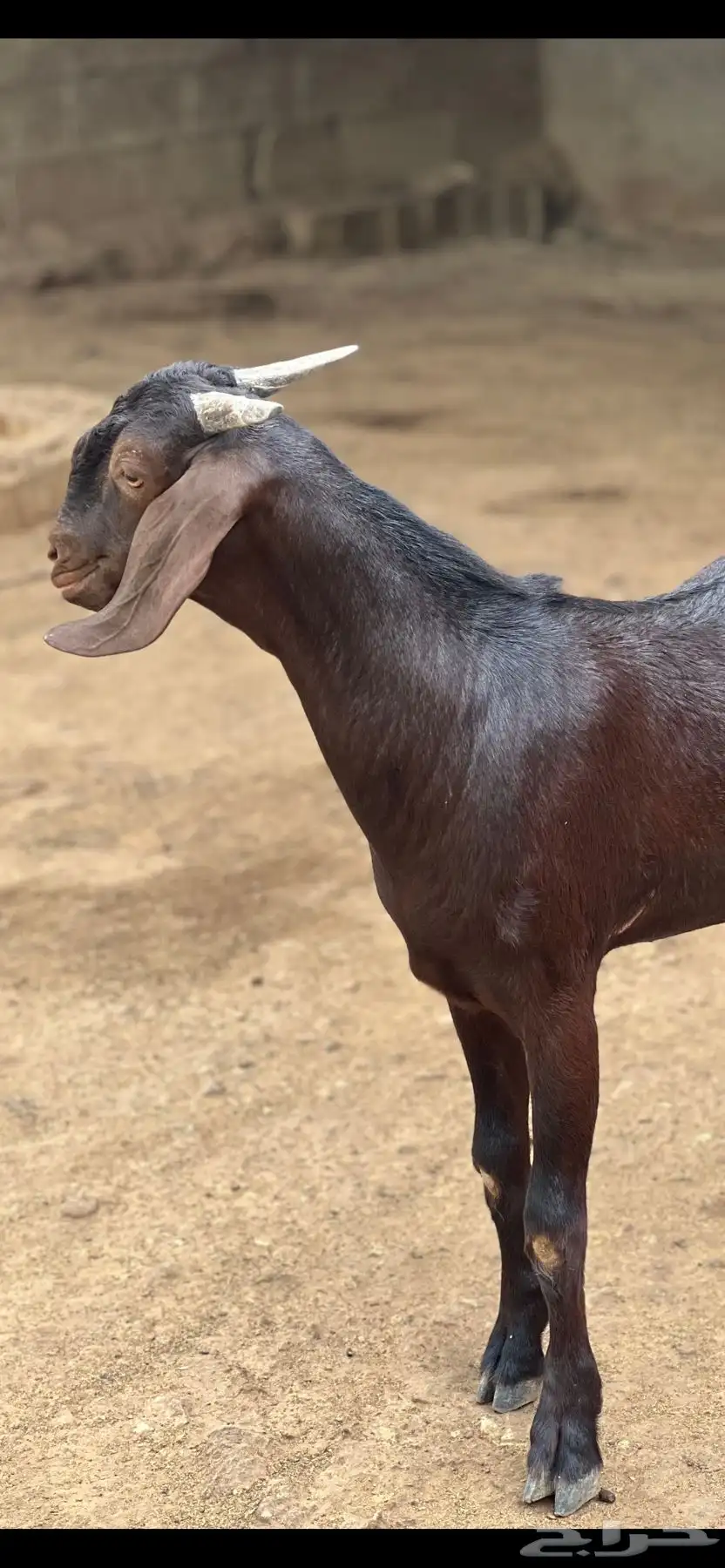 مشروع فحل كايف 0