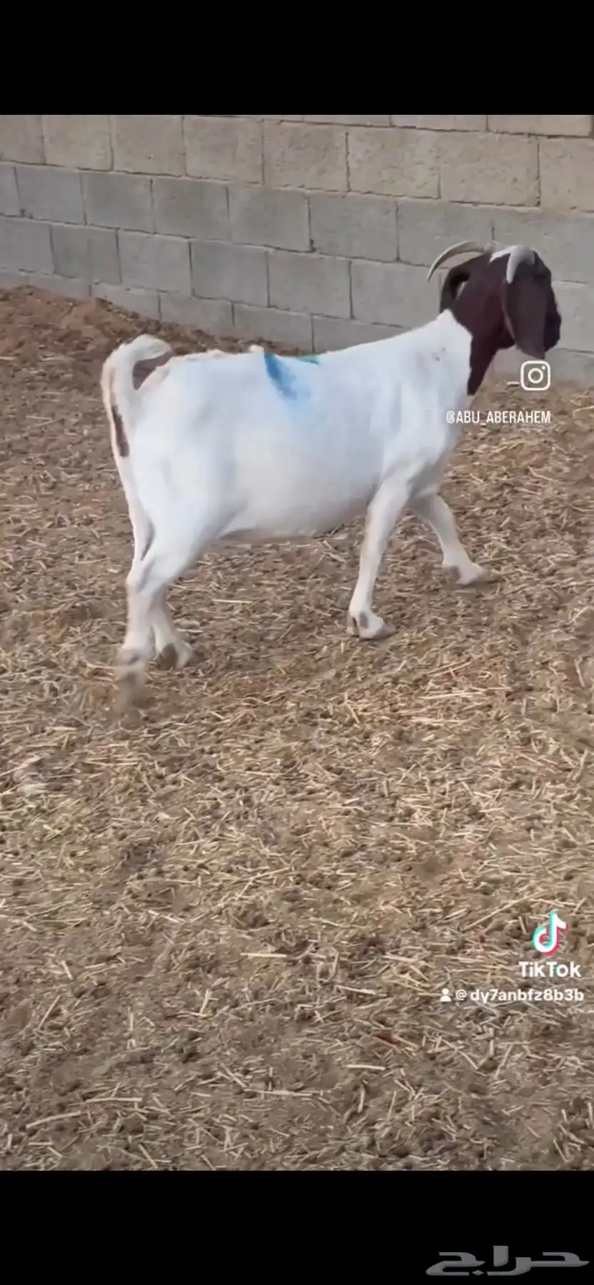 عنز بورقت دم اصل 0