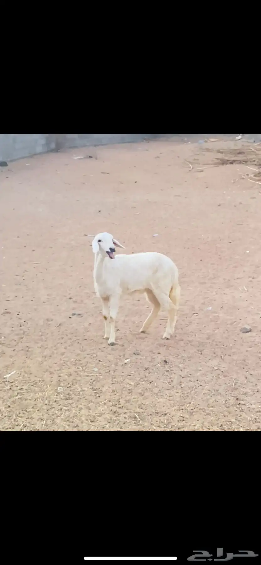 رخل بلديه سمينه كفو عمرها 4 شهور 1