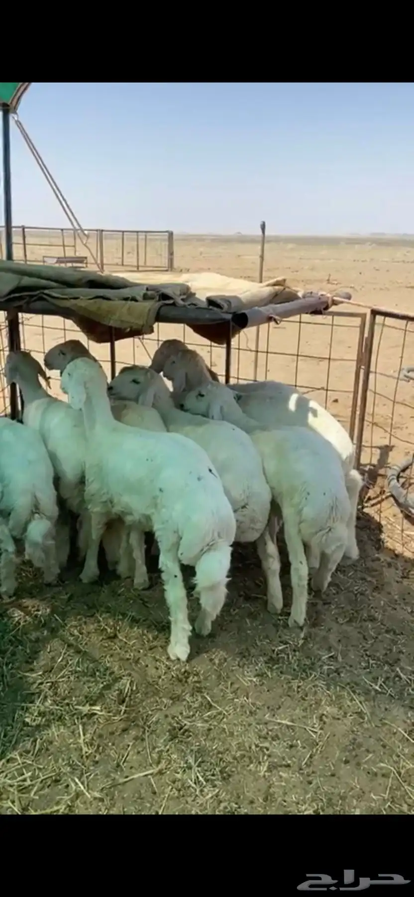 البيع بهم 1