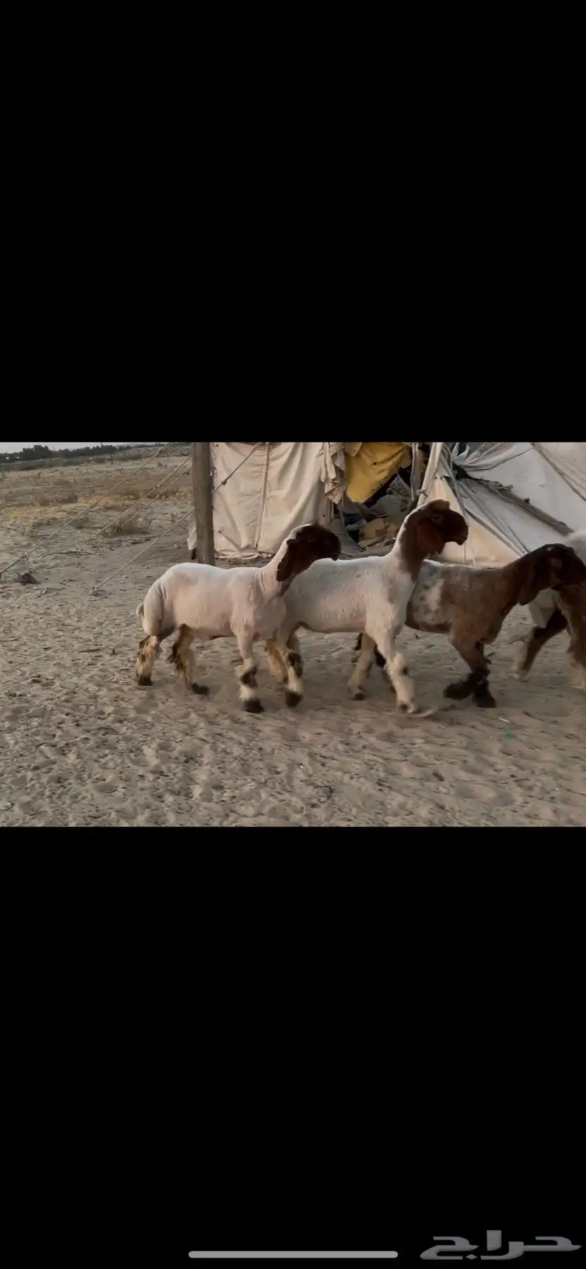 رخال نعيم صنف 0