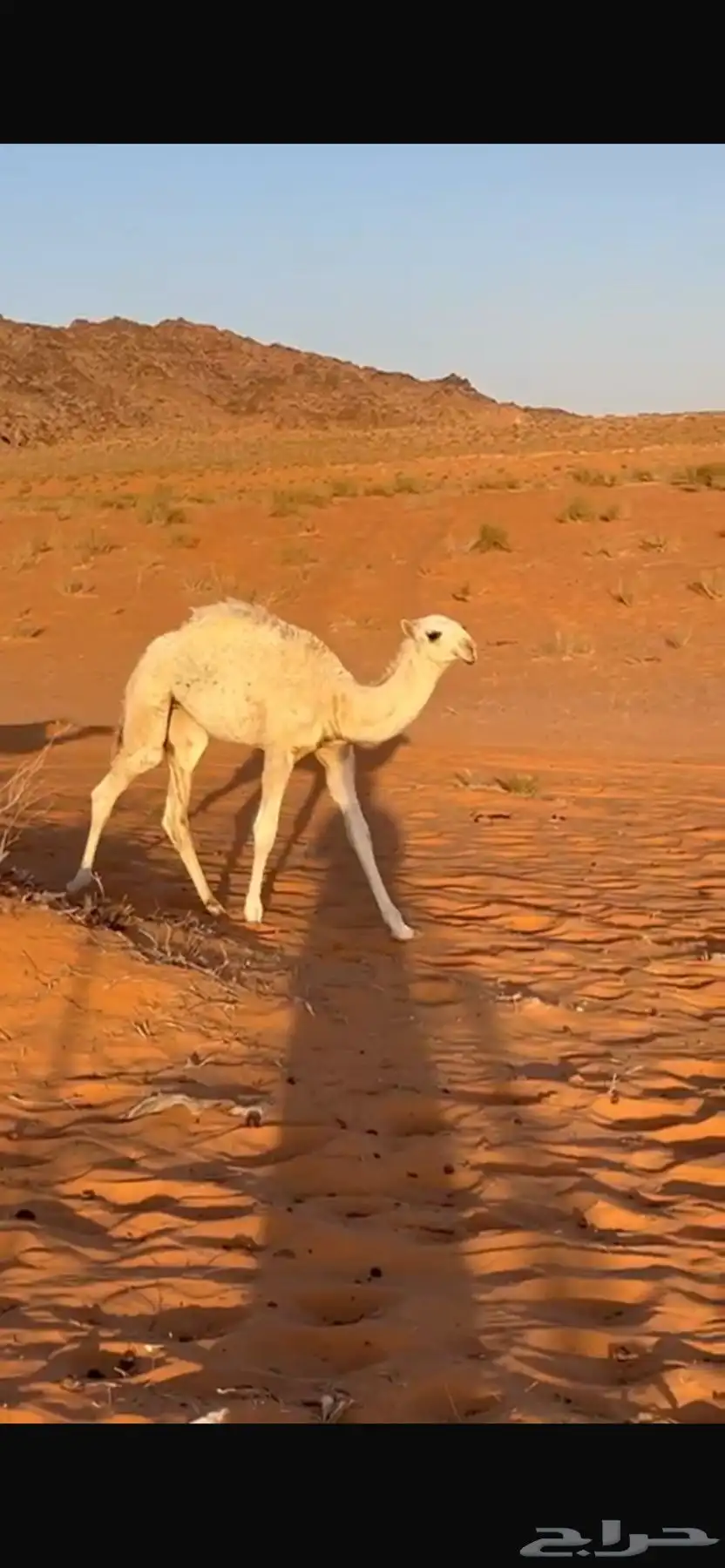 للبيع نياق بالفحل 4