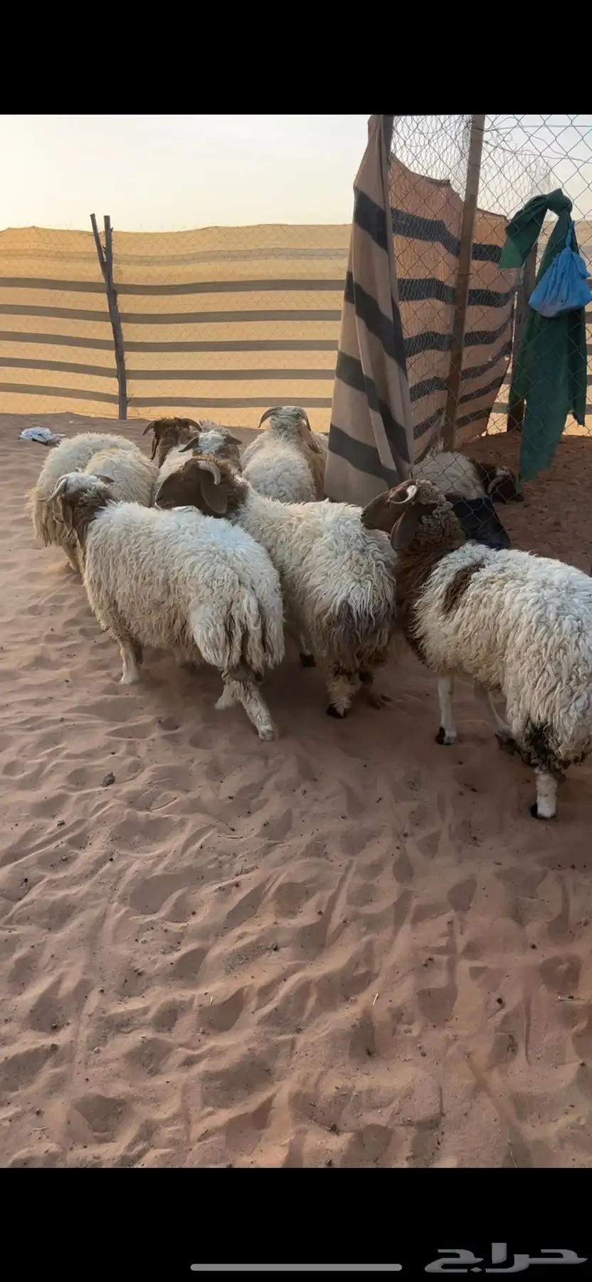 جذعان البيع تفريد او جمله 1