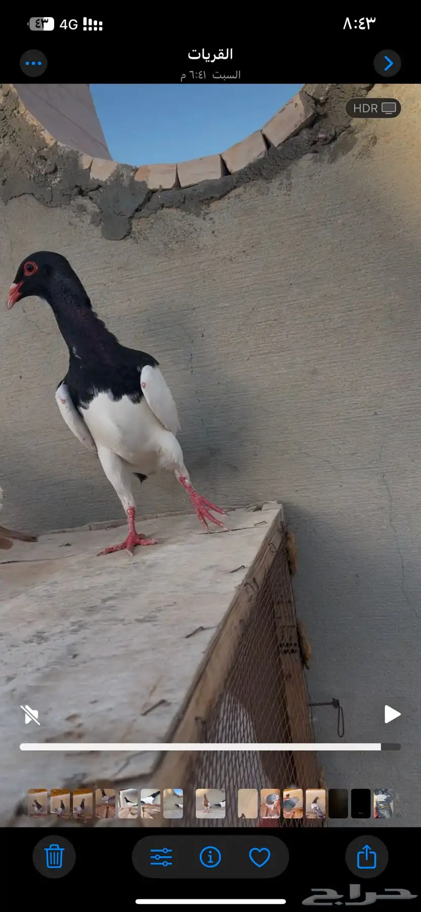 حمام يهودي مستوا وطيور مدلل 6