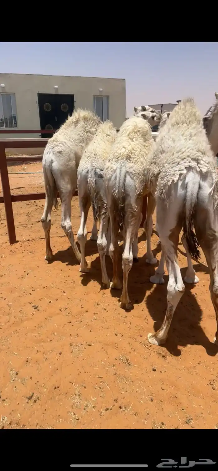 قعدان 0