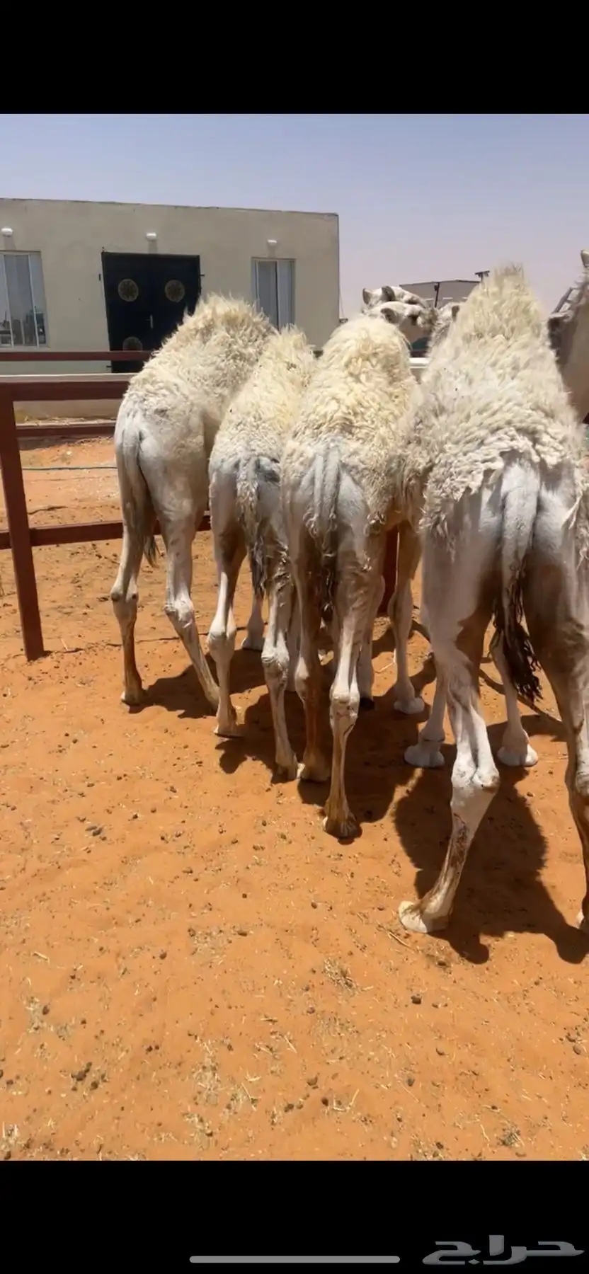 قعدان 0