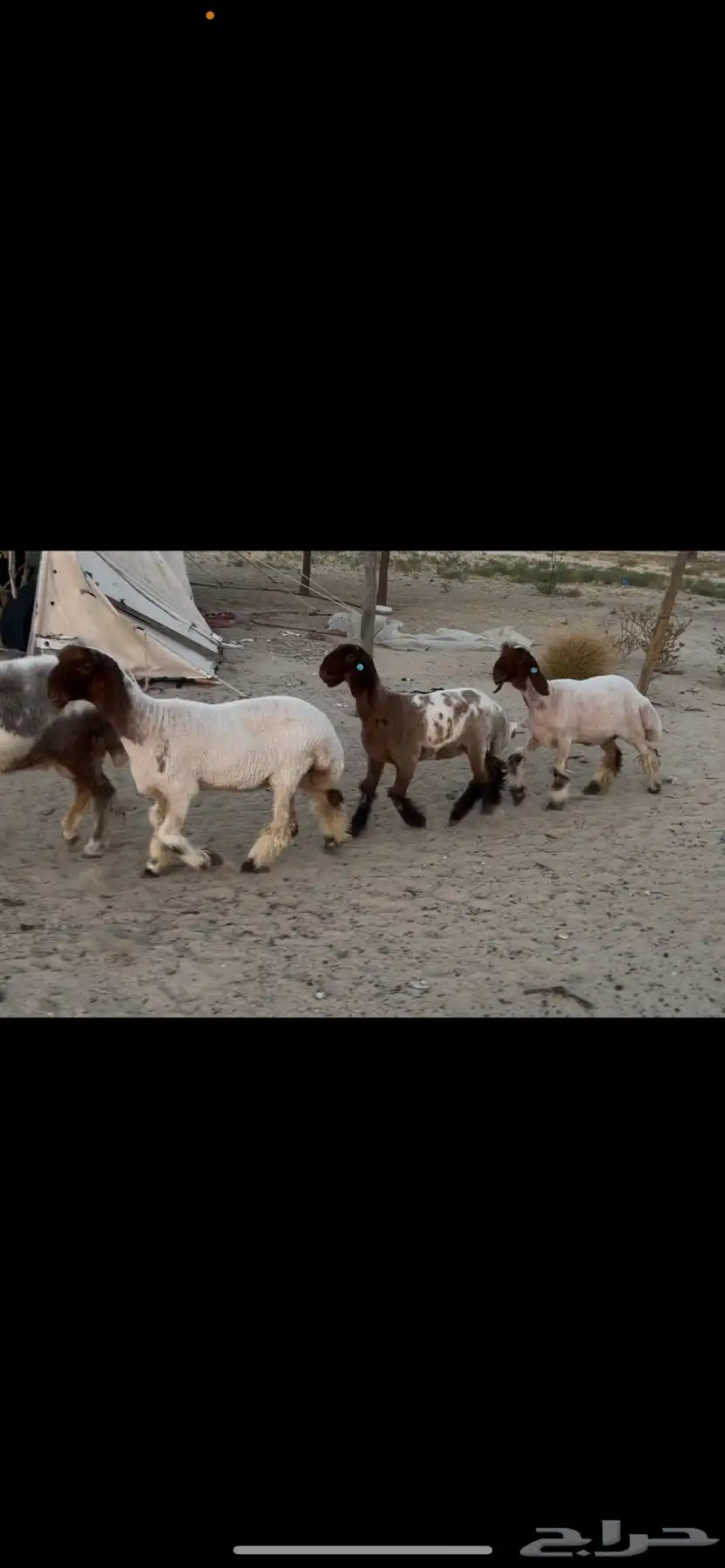 رخال نعيم صنف 3