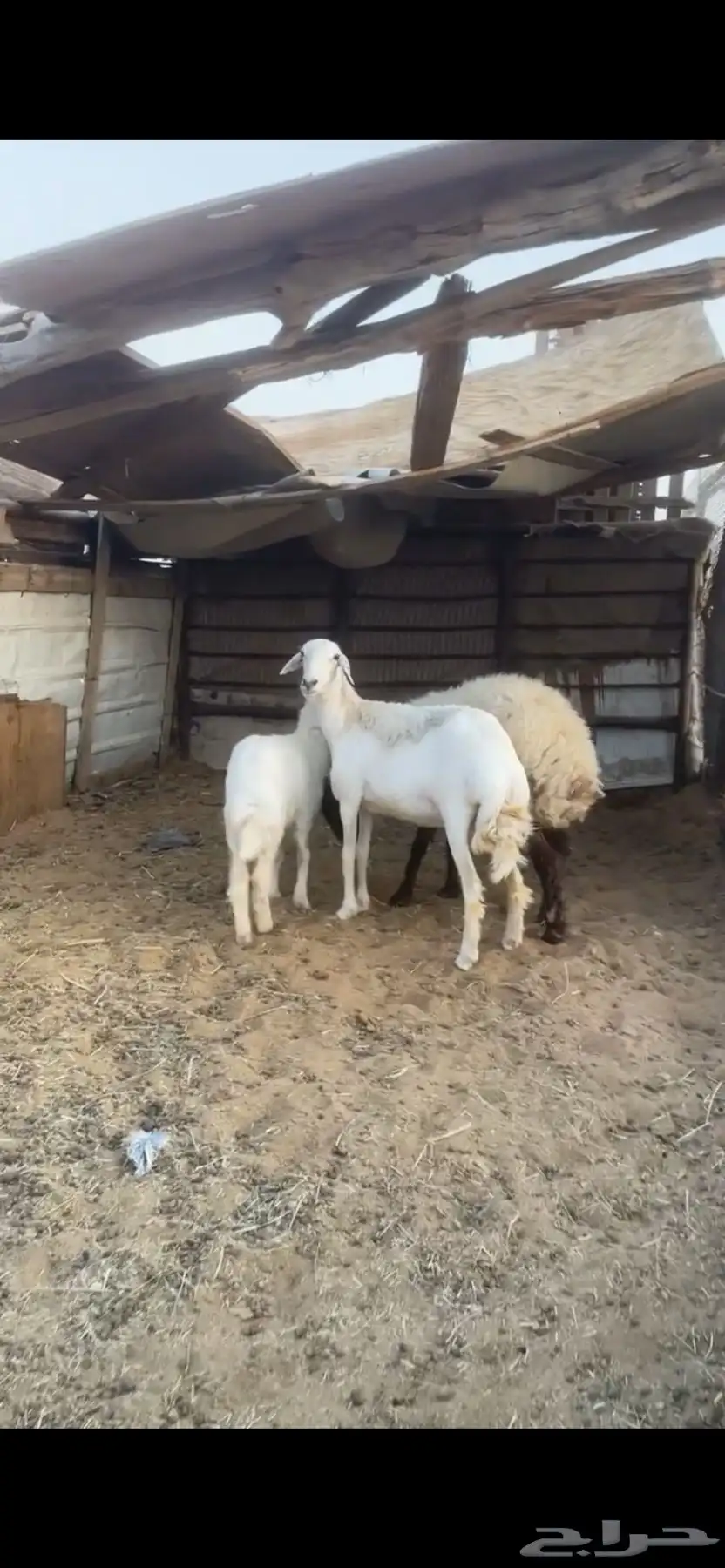 جذعات متابيع عيالها ذبايح 1