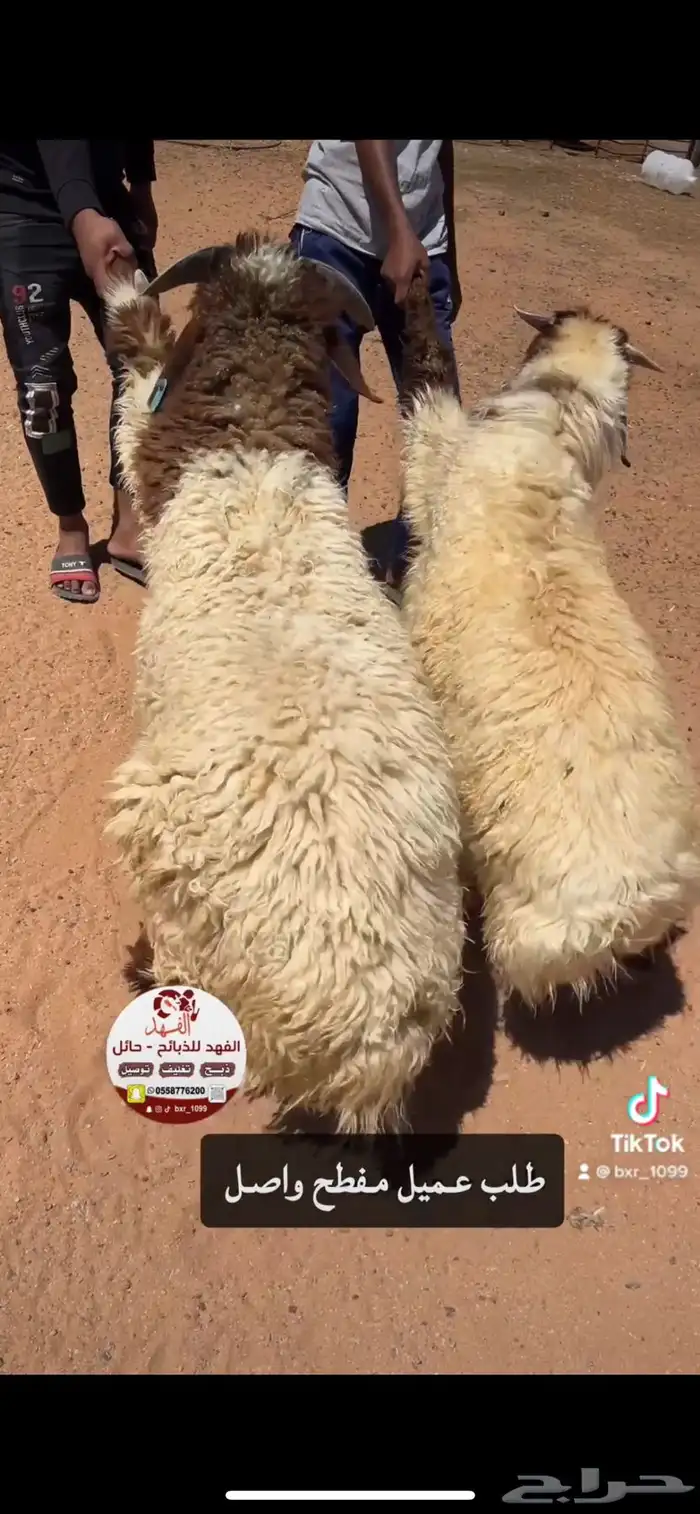 ذبائح الفهد   حايل 3