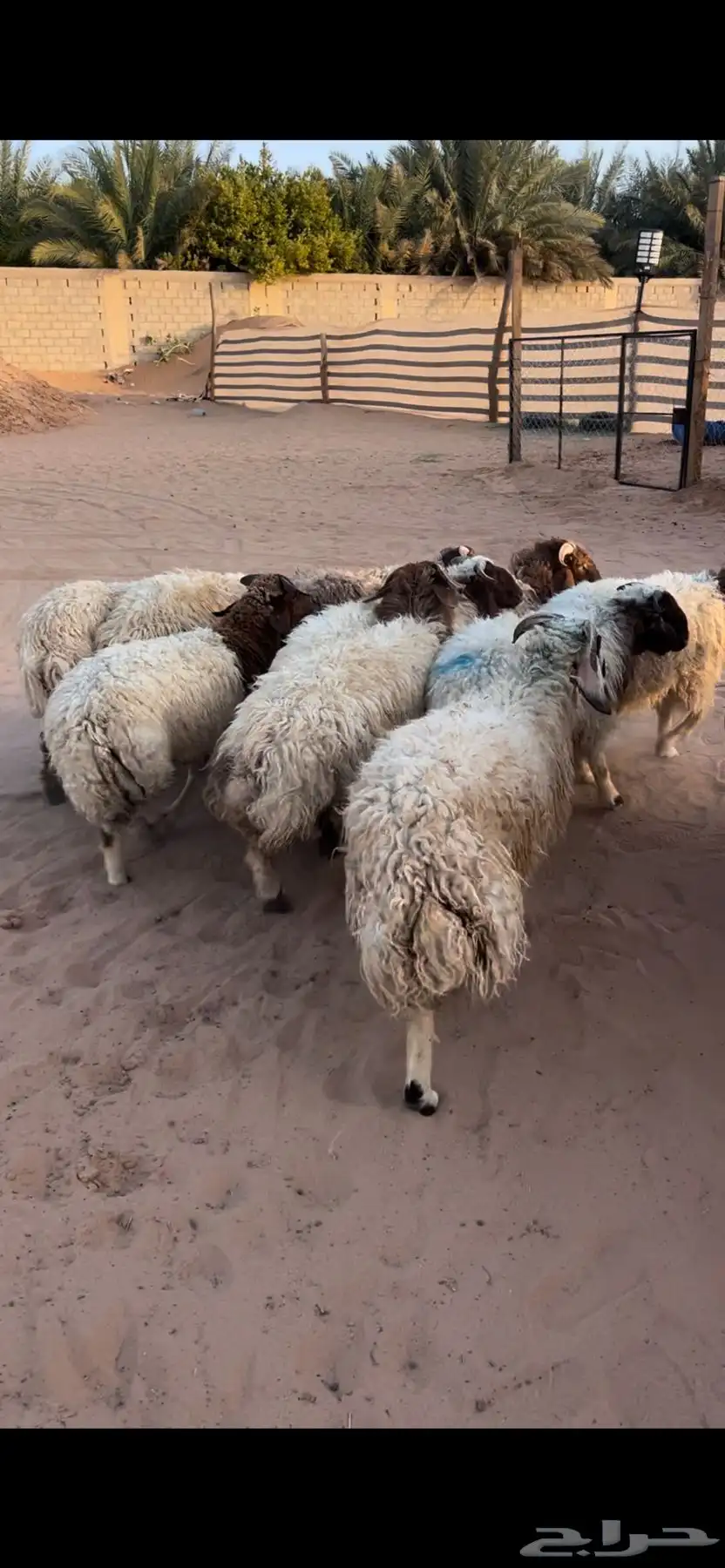 جذعان البيع تفريد او جمله 0