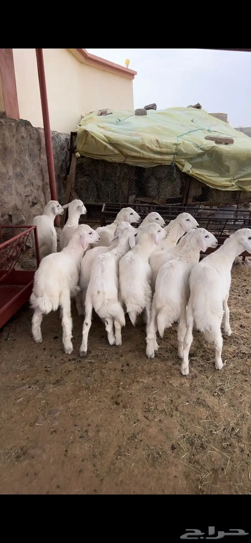 طليان 0