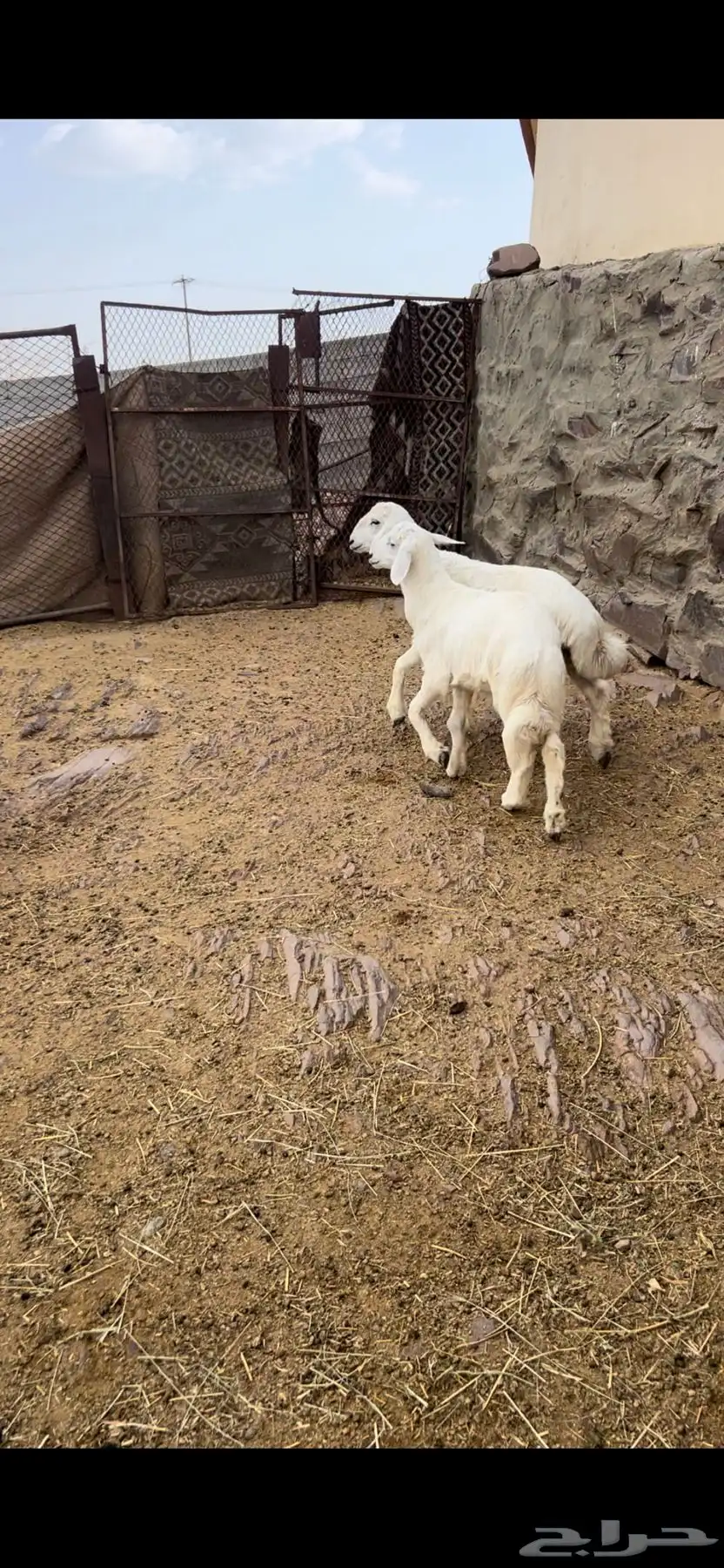 طليان 5