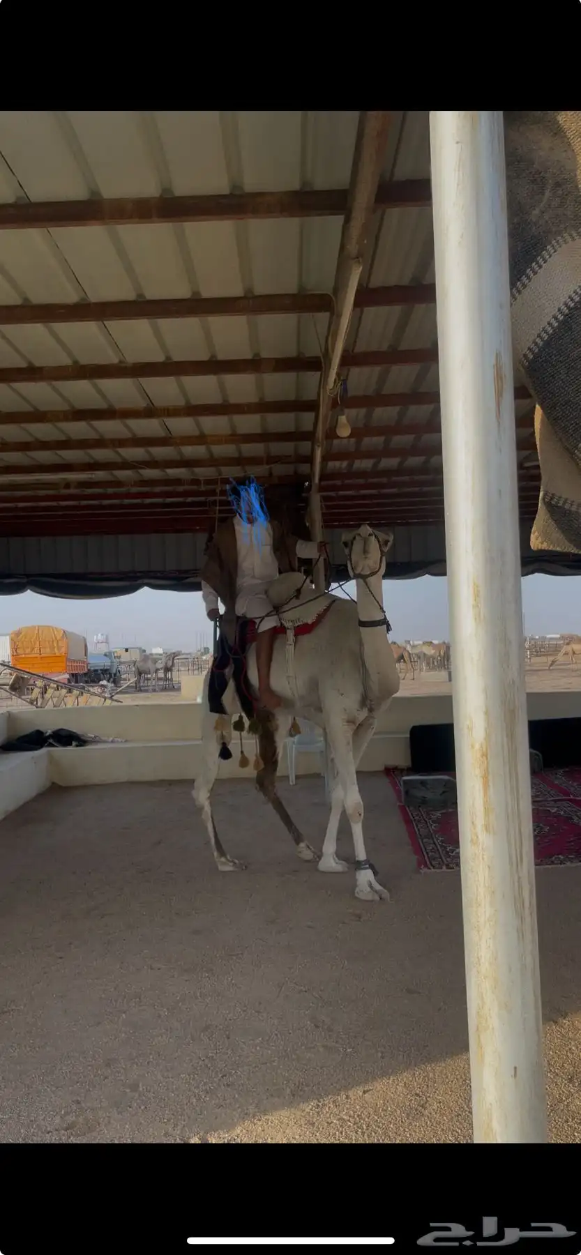 رحول طوع وعلى جميع الشروط 1