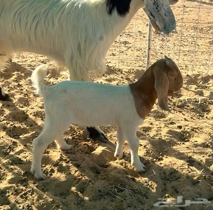 ثنيه مطوره معها تيس 1