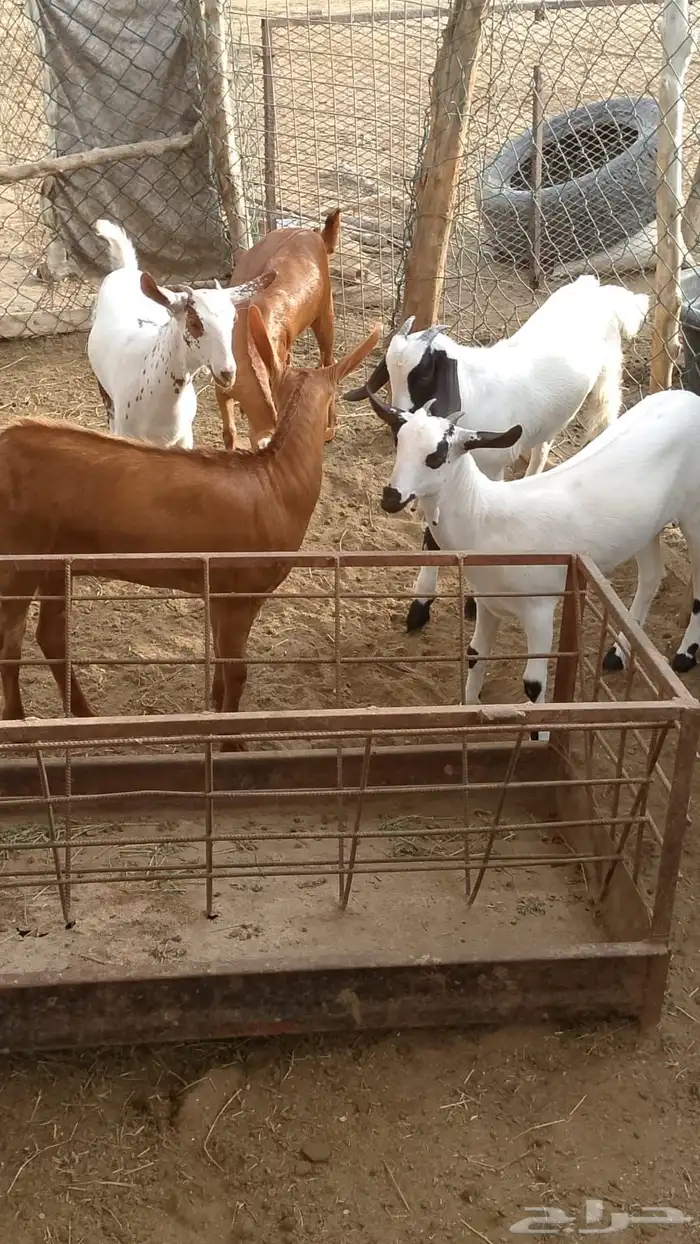 عنيق للبيع. تم البيع خارج الموقع الله يبارك لراعيها 0