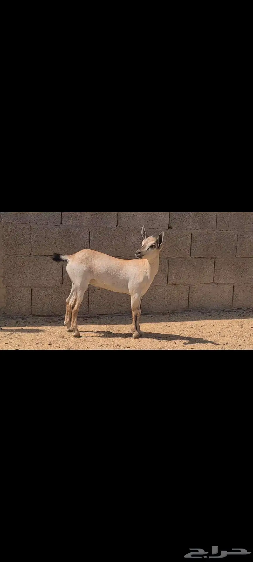 ( تم البيع )هجين وعول طيب ومنوة القناي 0