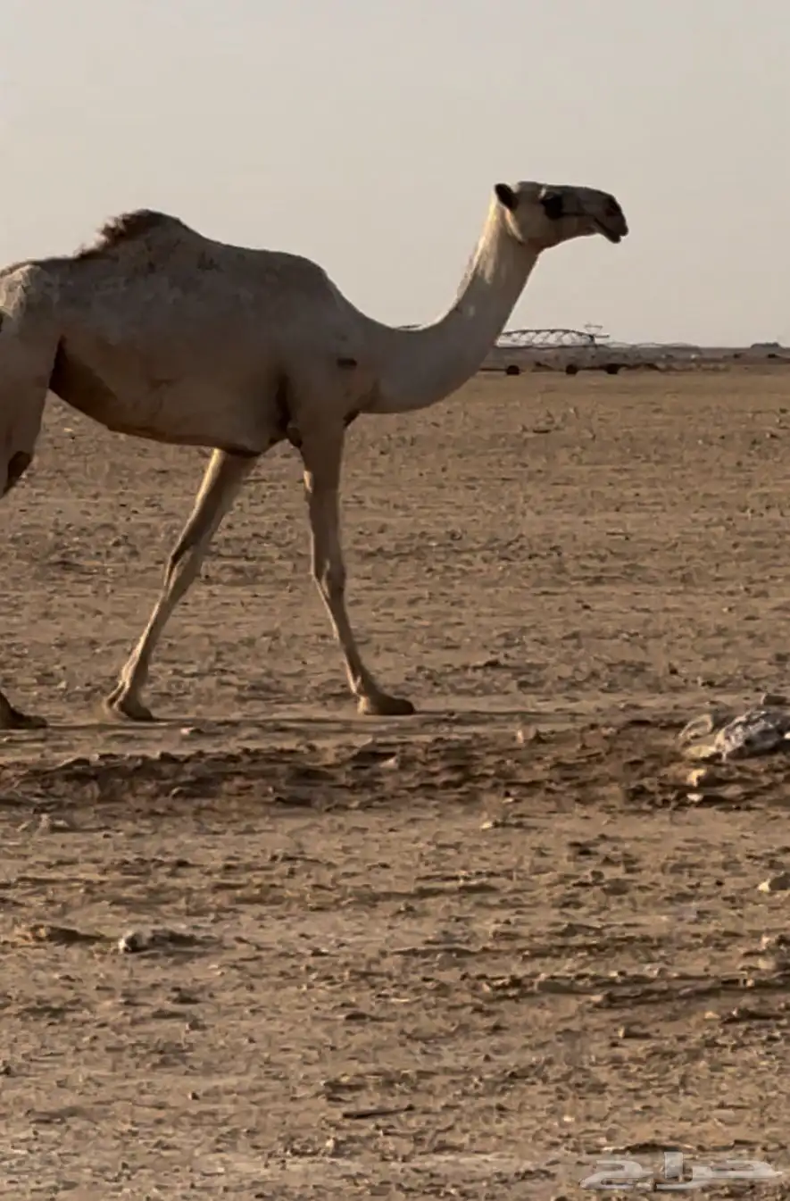 بكره حقه باتليه 0