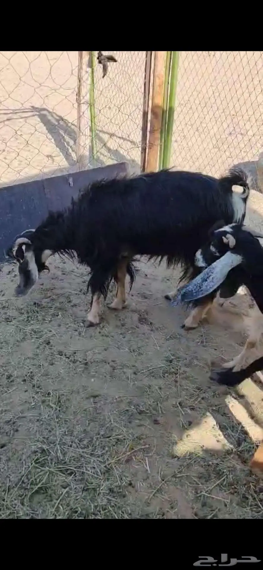 ينبع النجف 1