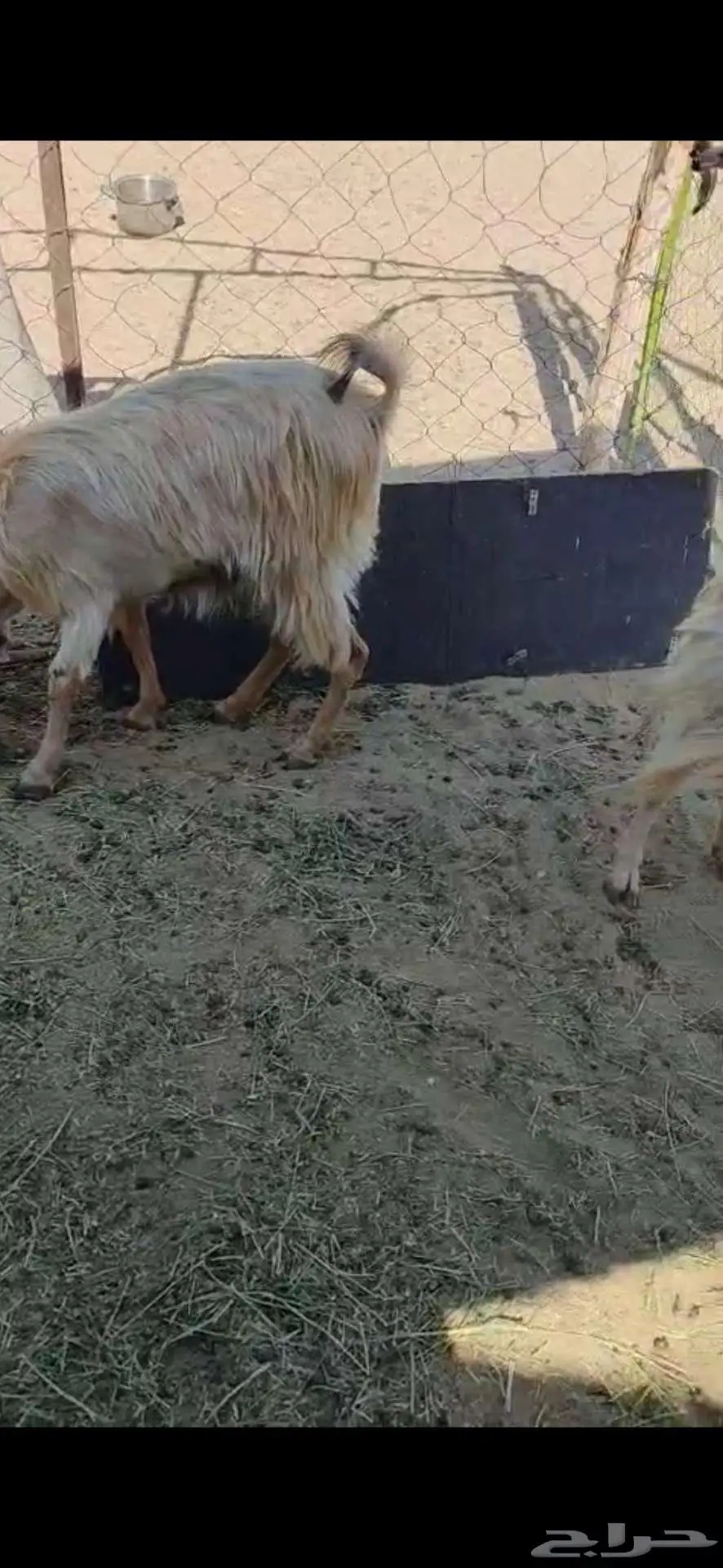 ينبع النجف 2