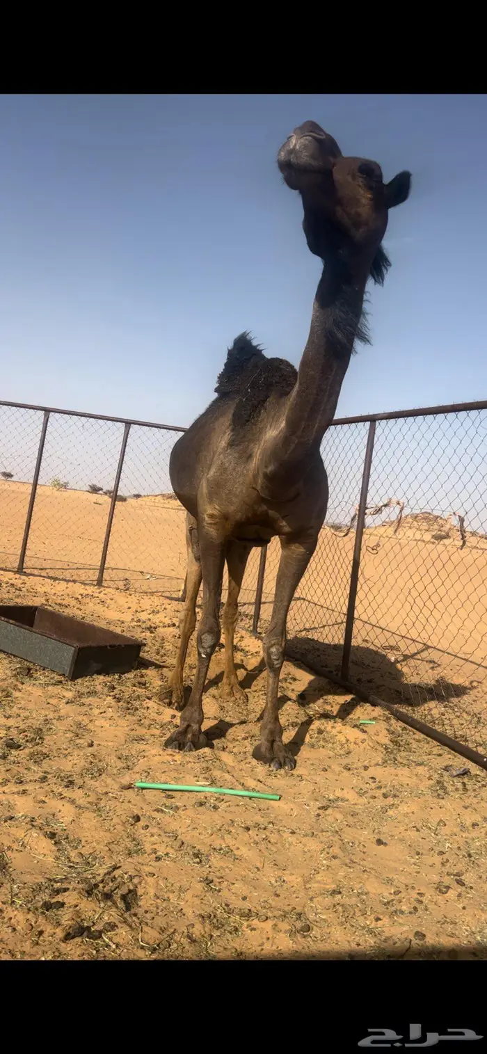 لقحه ثنو 0