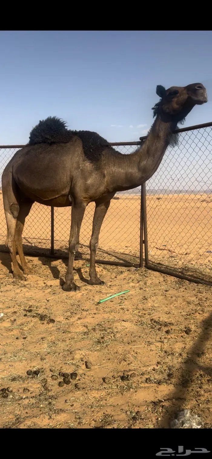 لقحه ثنو 1