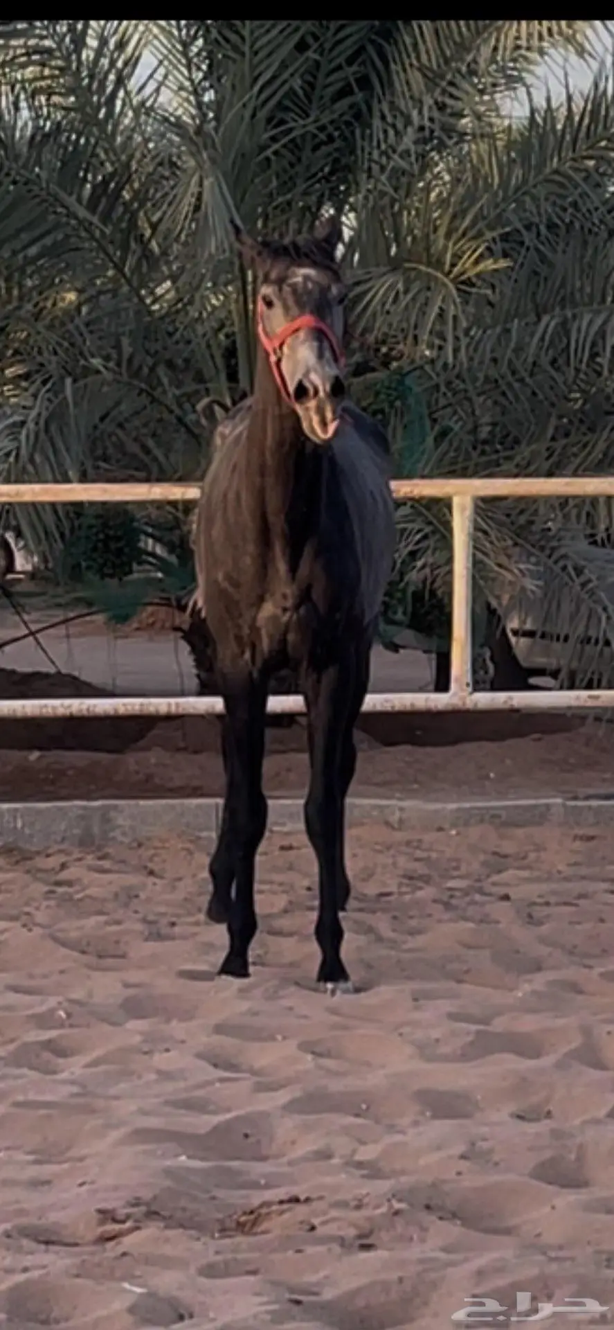 حصان شعبي ازرق 1