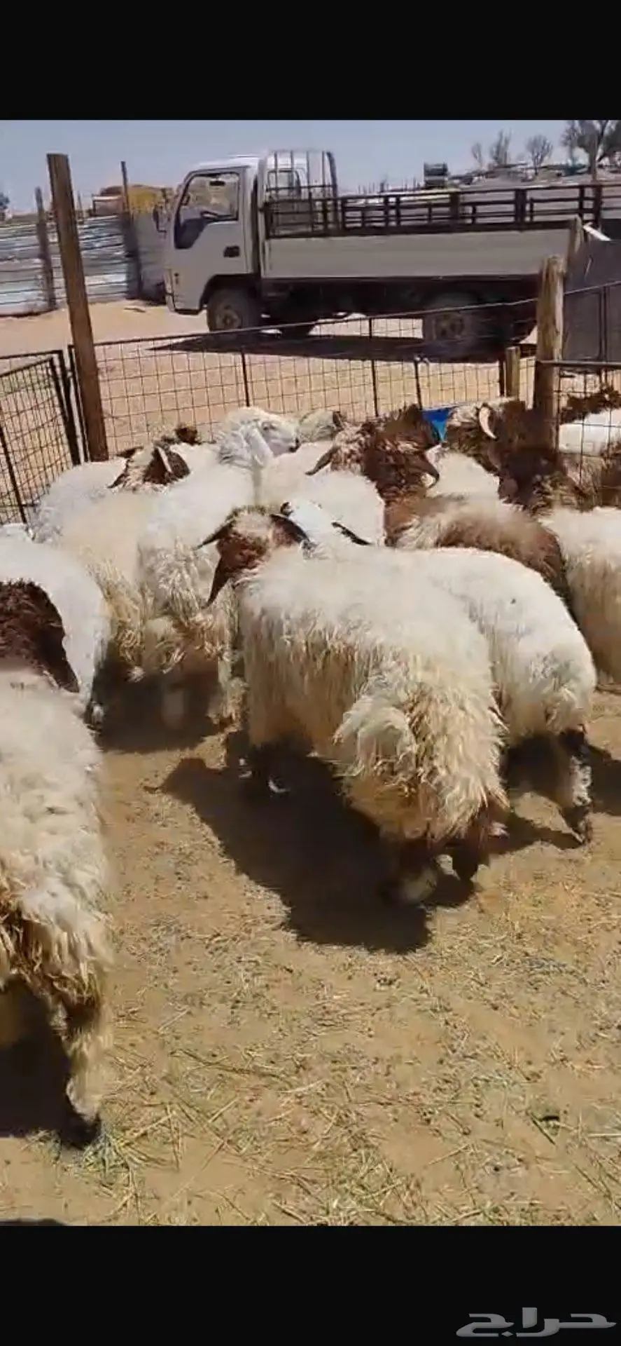 ذبايح نعيم وهجين للمناسبات وغيره جمله 1