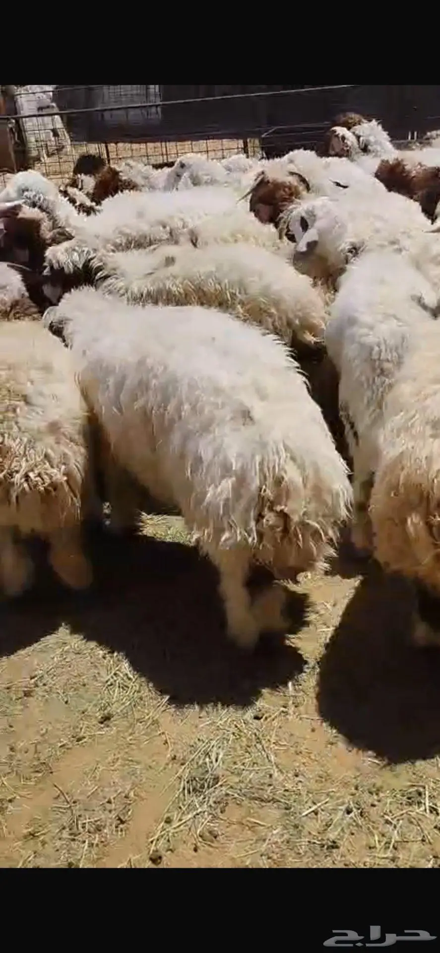 ذبايح نعيم وهجين للمناسبات وغيره جمله 0