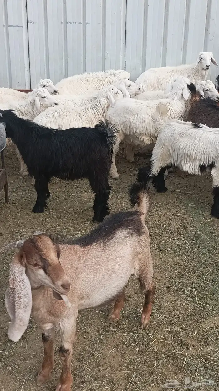 طليان البيع 5