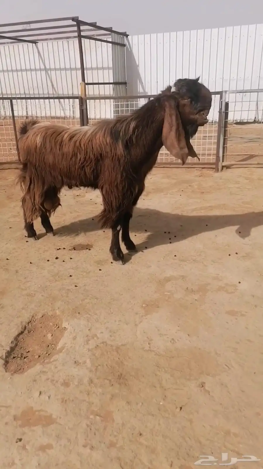 عرض بيع فحل مشروك طيب 1
