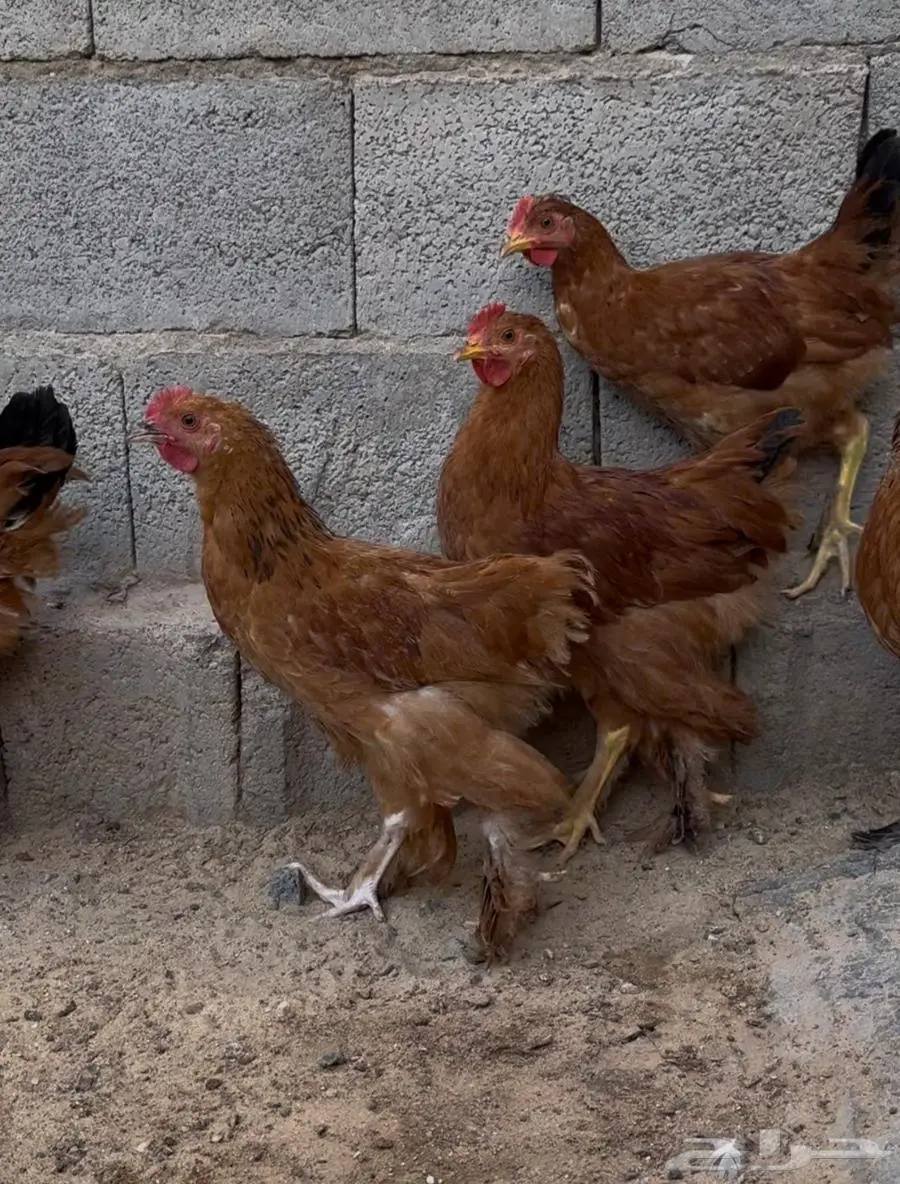 فراريج مستوى عالي براهمه 2