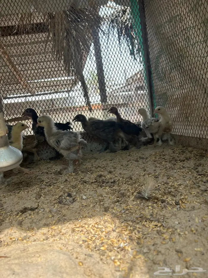 صيصان براهما العمر شهرين 1
