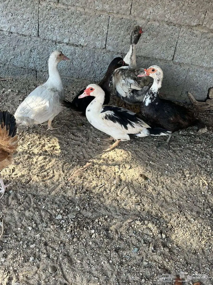 بط مسكوفي 1