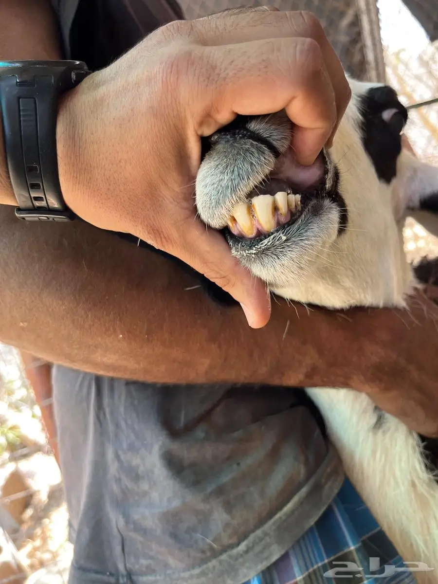 للبيع شاه هجين حري بنجدي جرمة زين 1