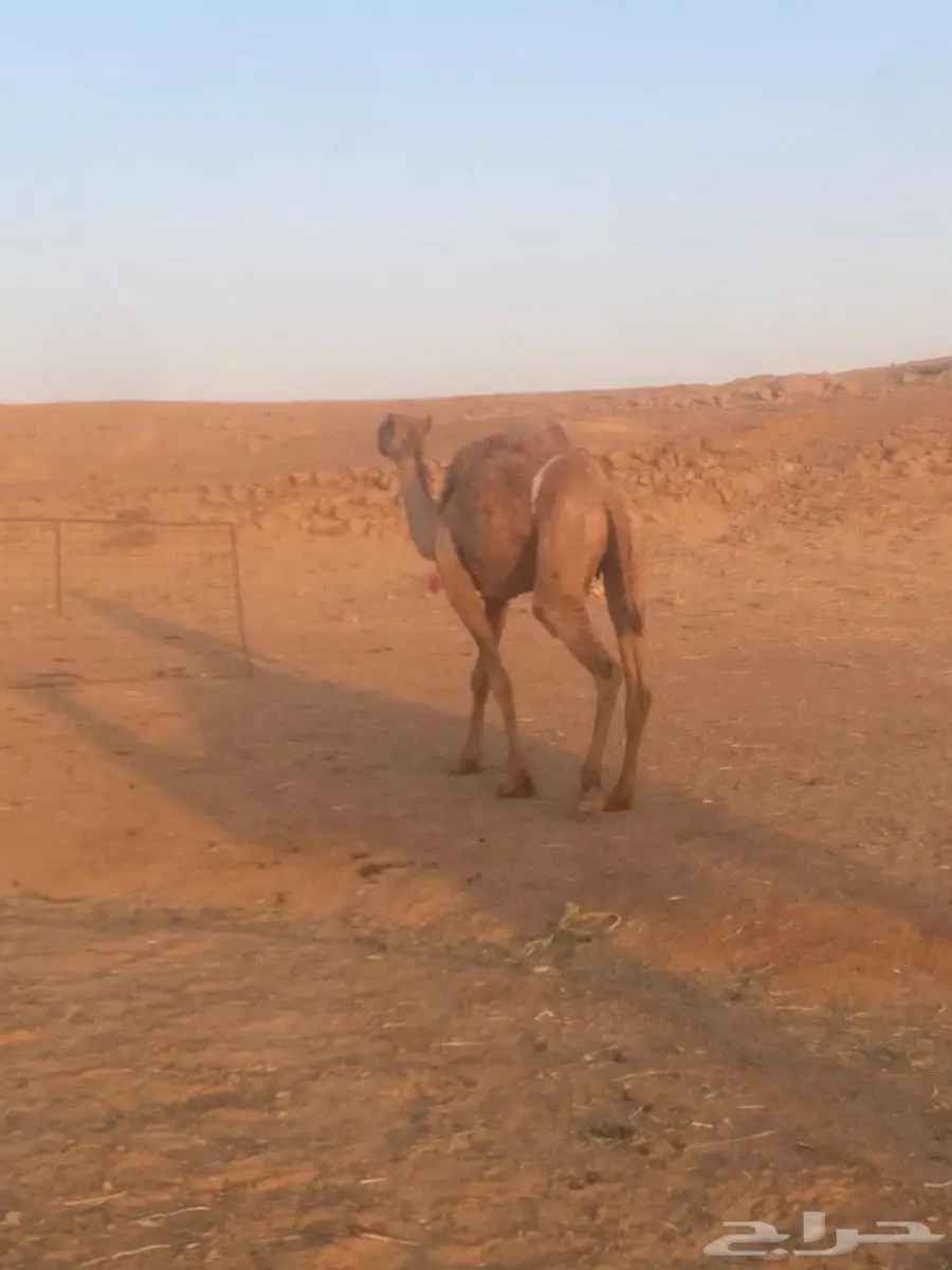 ضريبه شعلا 1