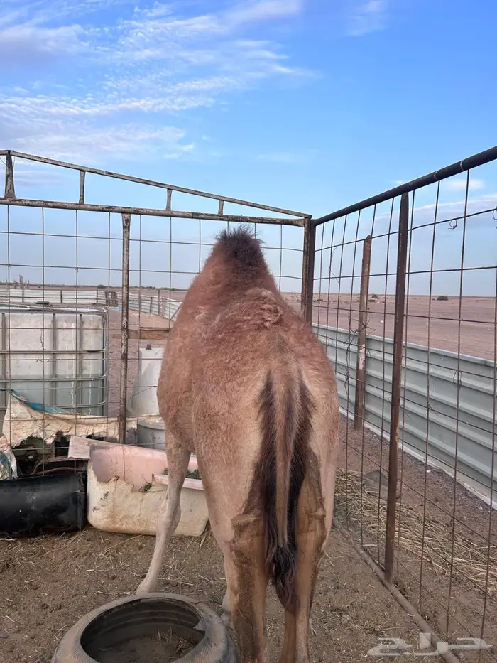 بكره للبيع 0