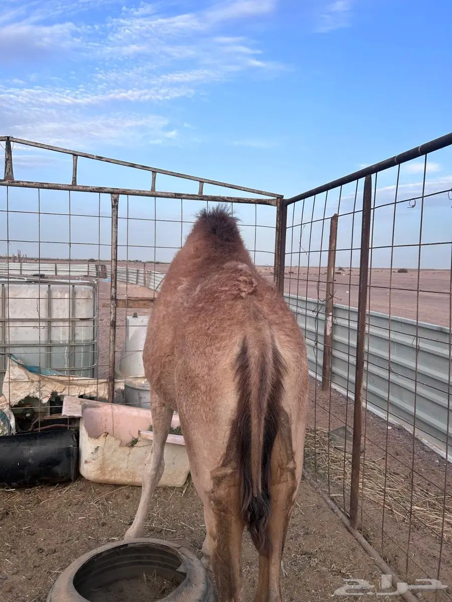 بكره للبيع 0