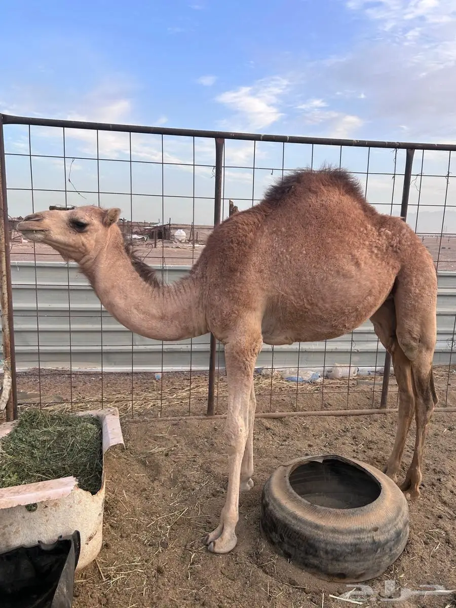بكره للبيع 1