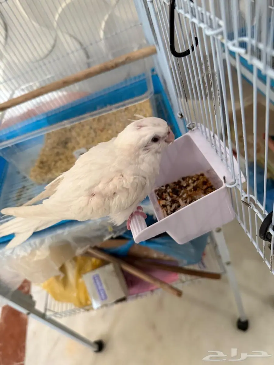 كروان البينو فرخ 1