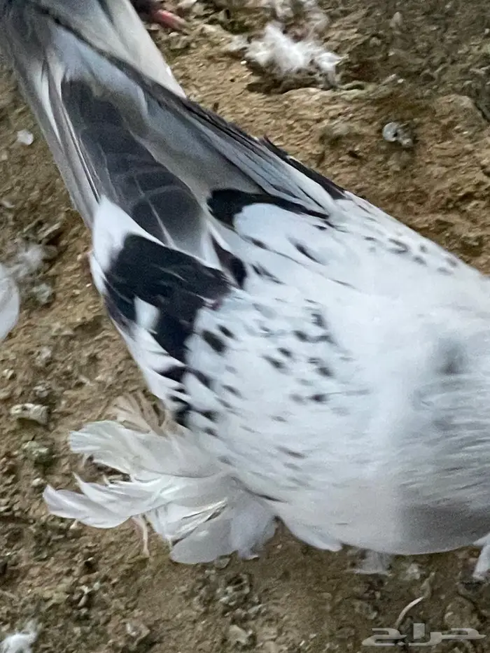 جوز تركي. دبل كرست وذكر. معقد 2