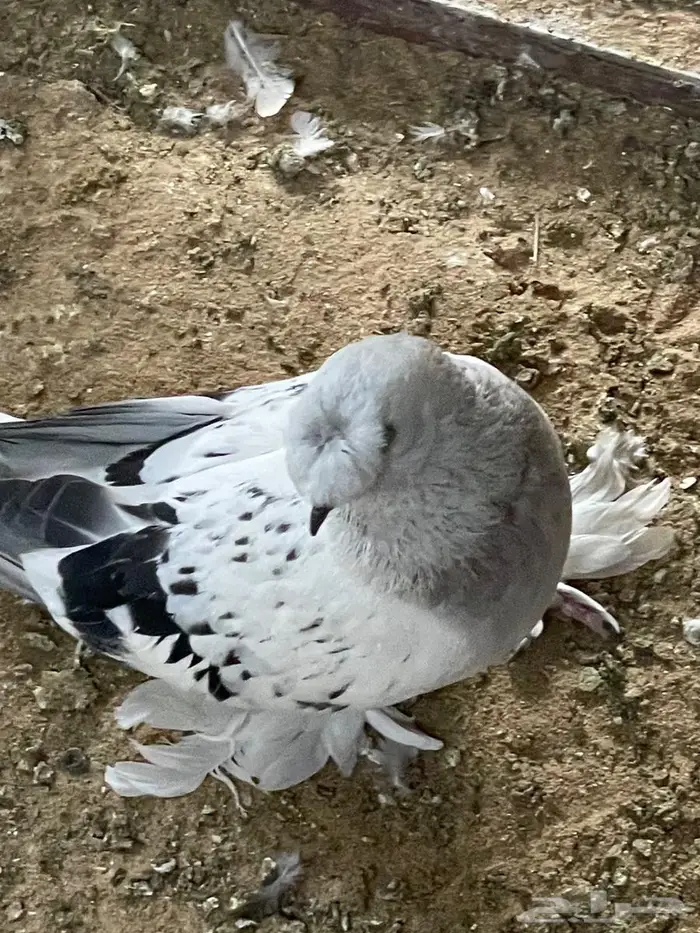 جوز تركي. دبل كرست وذكر. معقد 4