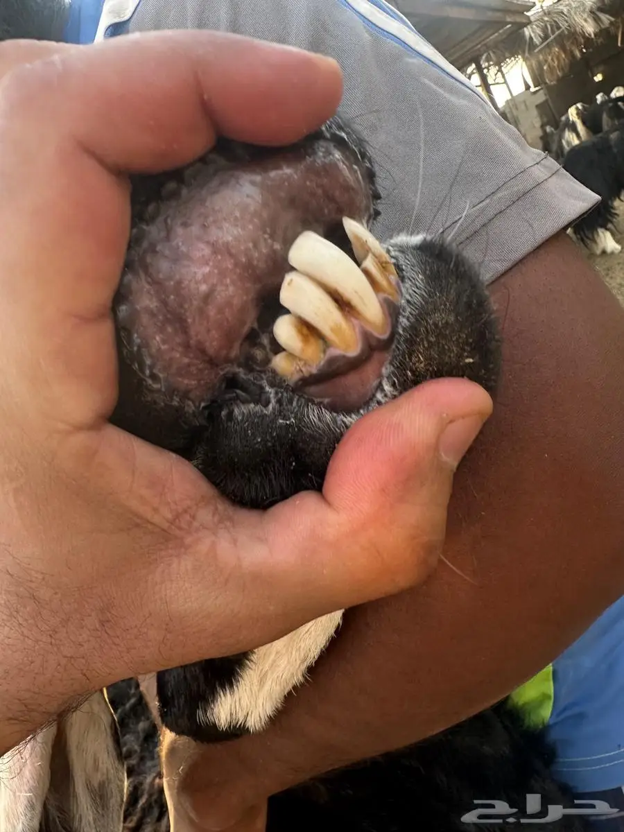 شاة هجين الاب نجدي والام ساكنيه جرمها كفو 4